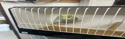 Budgerigars birds for sale: Budgies available  - Advert 5