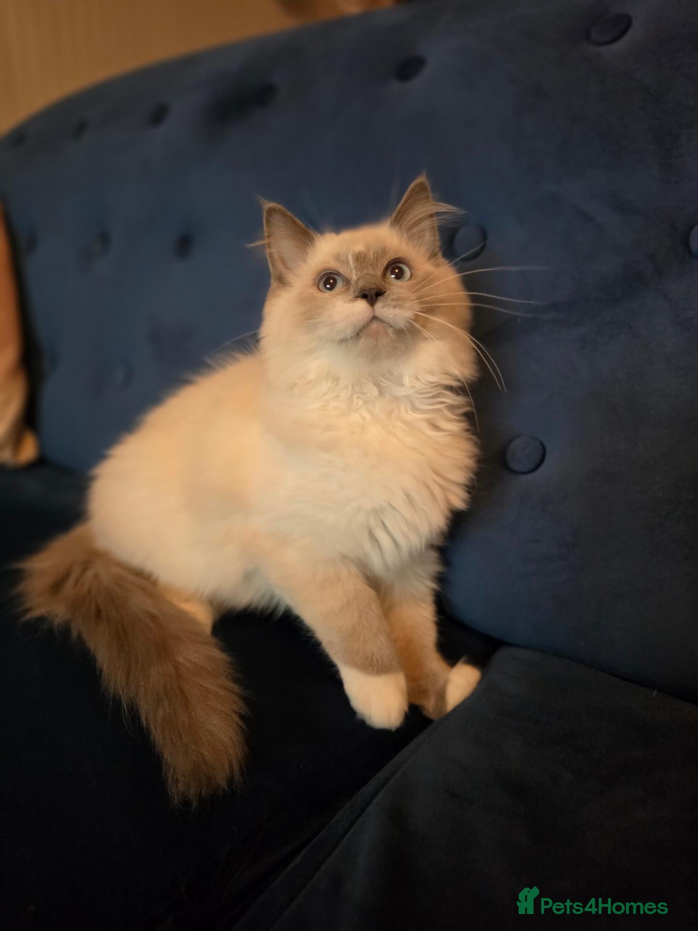 Ragdoll cats for sale: 💙🩵 Champion lines!  💙🩵 - Advert 2