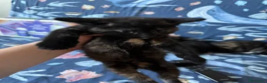 Domestic Shorthair 4