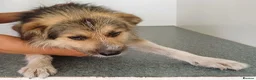 Mixed Breed dogs for adoption: BEN's Journey to Safety - Advert 27