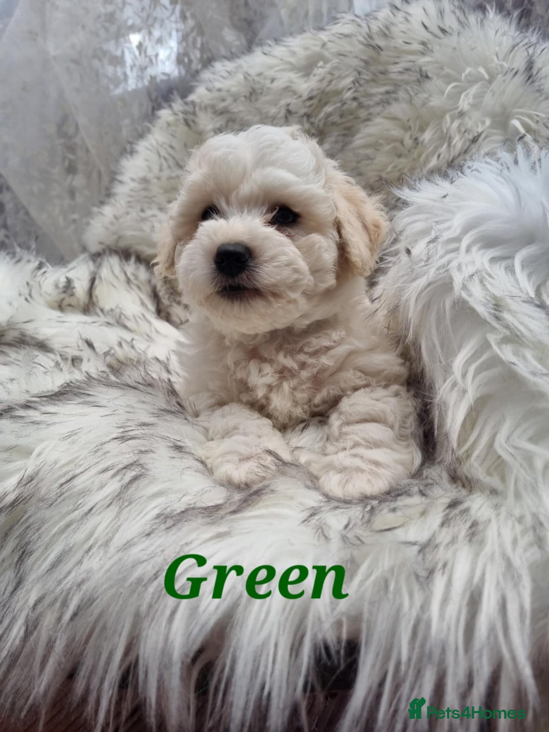 Zuchon dogs for sale: Bichon Frise puppy for sale  - Image 14