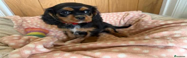Cavalier King Charles Spaniel Puppy 1