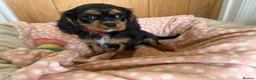 Cavalier King Charles Spaniel dogs for sale: Health Tested Cavalier King Charles Spaniels - Advert 8