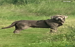 Labrador Retriever dogs for stud: Stunning silver Labrador for stud in Glasgow - Image 2