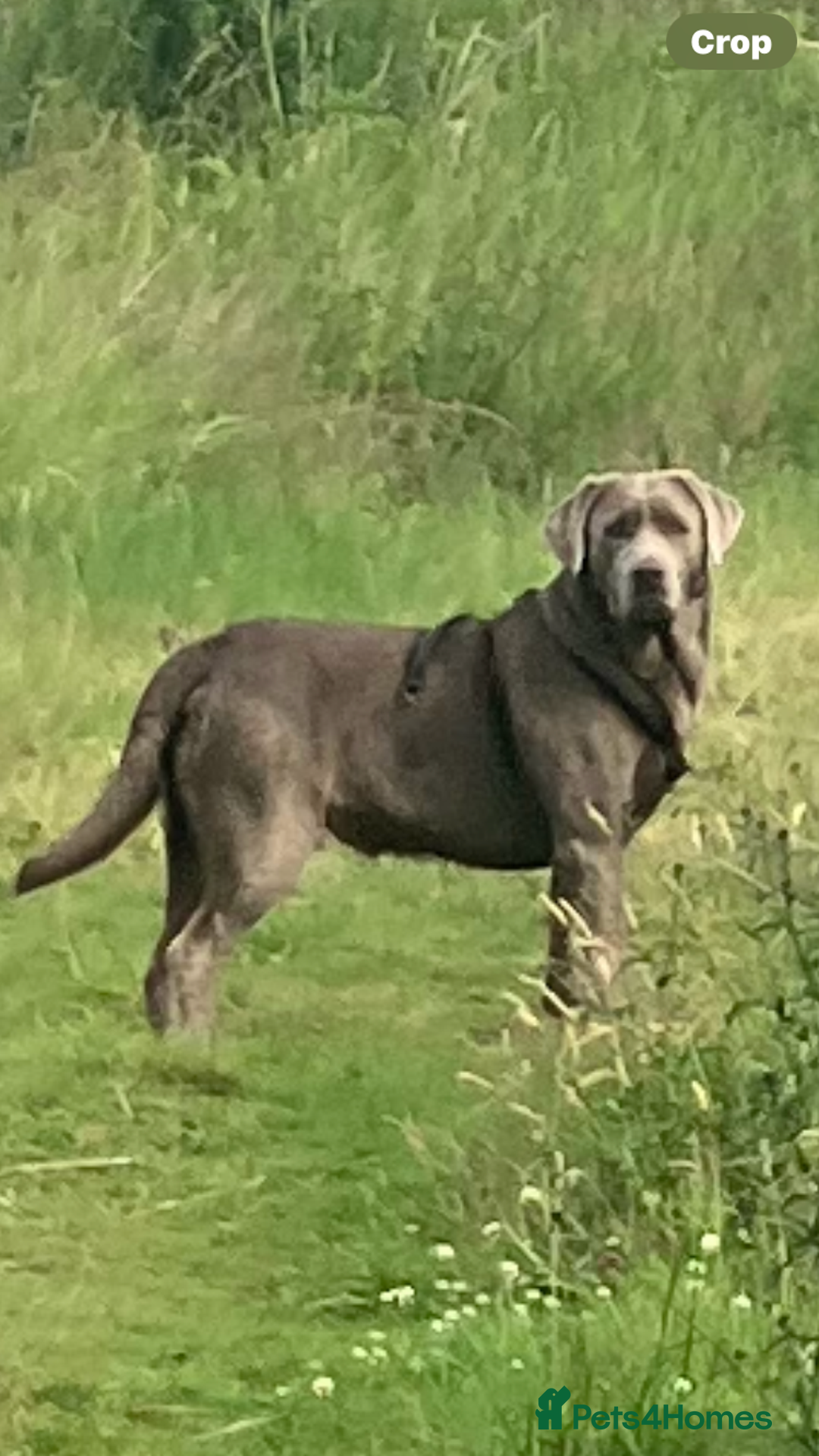 Labrador Retriever dogs for stud: Stunning silver Labrador for stud in Glasgow - Image 2