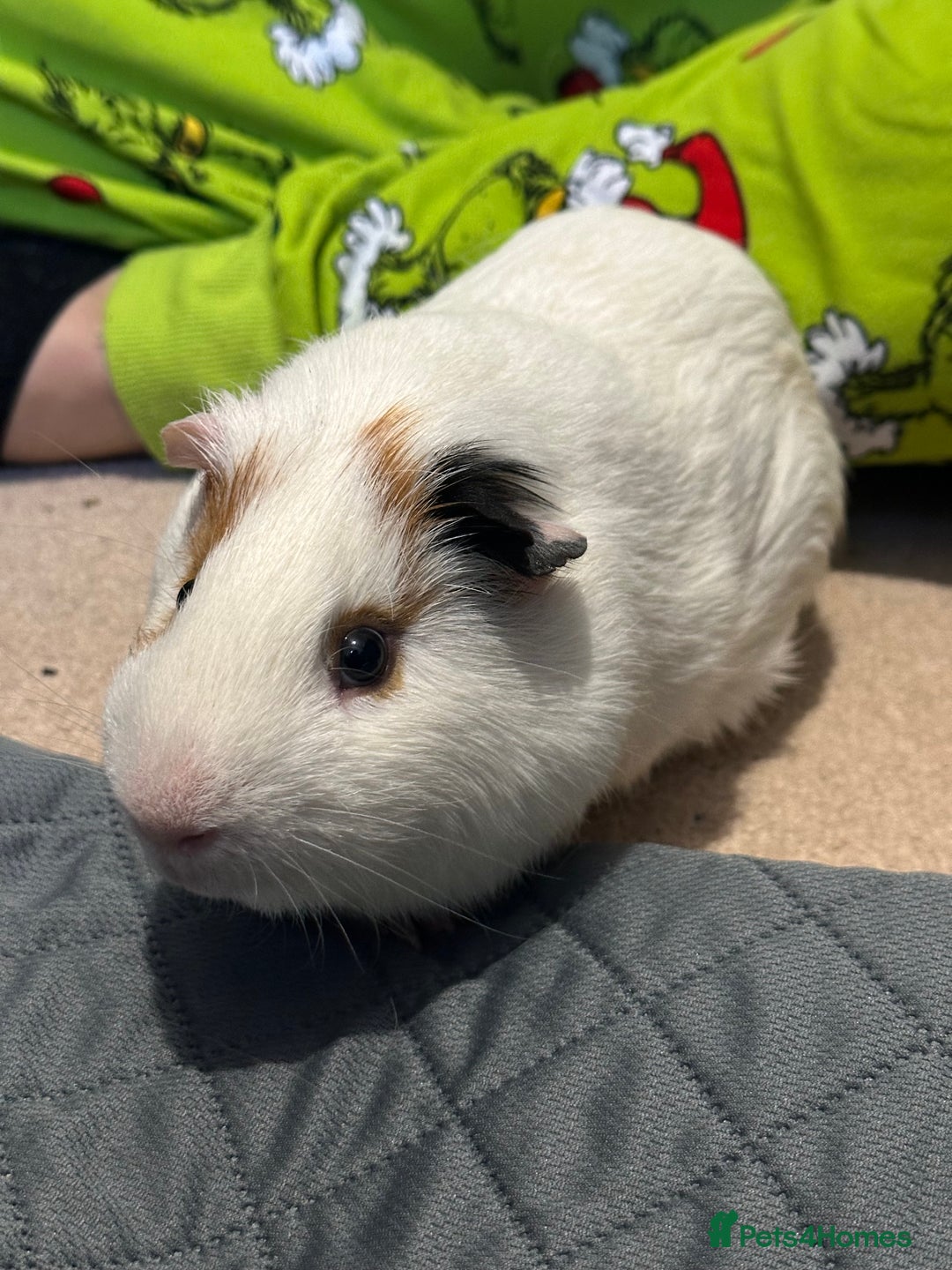 Guinea Pig rodents for sale: Male guinea pig. Collection only.  - Advert 2