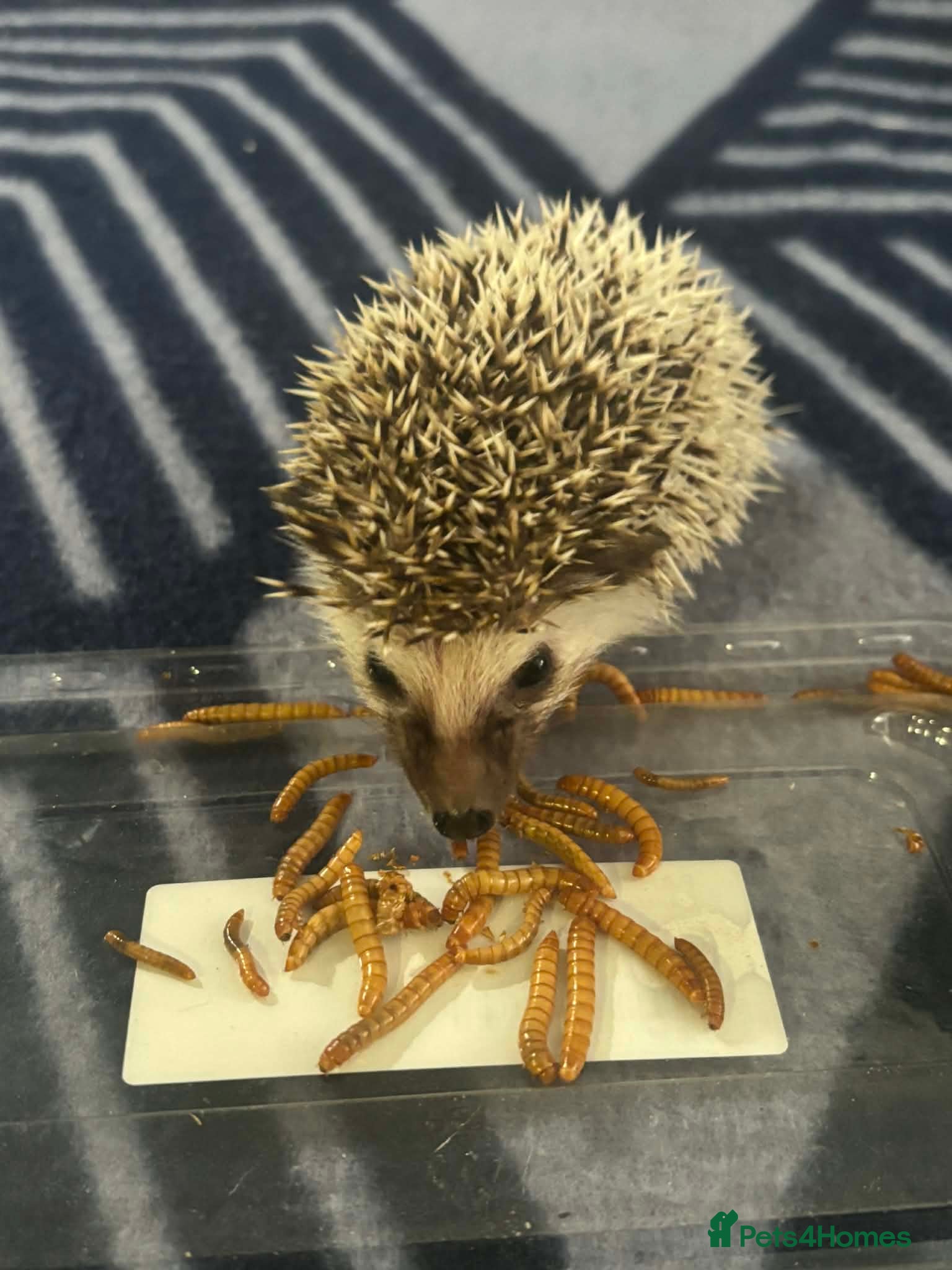 Pygmy Hedgehog rodents 2 male African pygmy hedgehogs for sale  - Advert 4