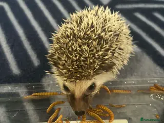 Pygmy Hedgehog rodents 2 male African pygmy hedgehogs for sale - Advert 4