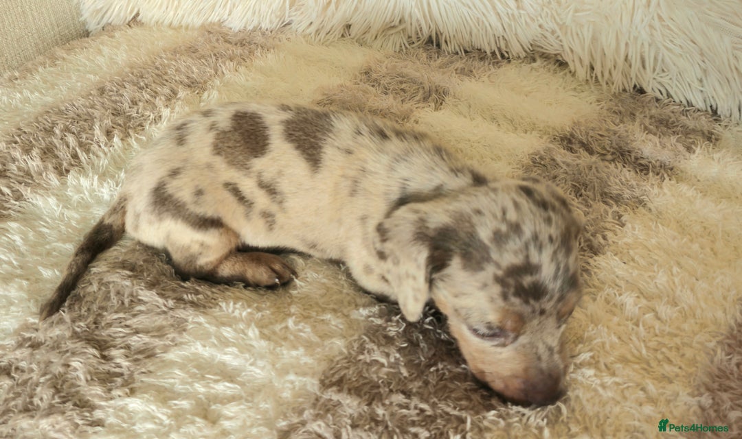Miniature Dachshund dogs for sale: MINI DACHSHUNDS READY 20TH DEC  - Advert 28