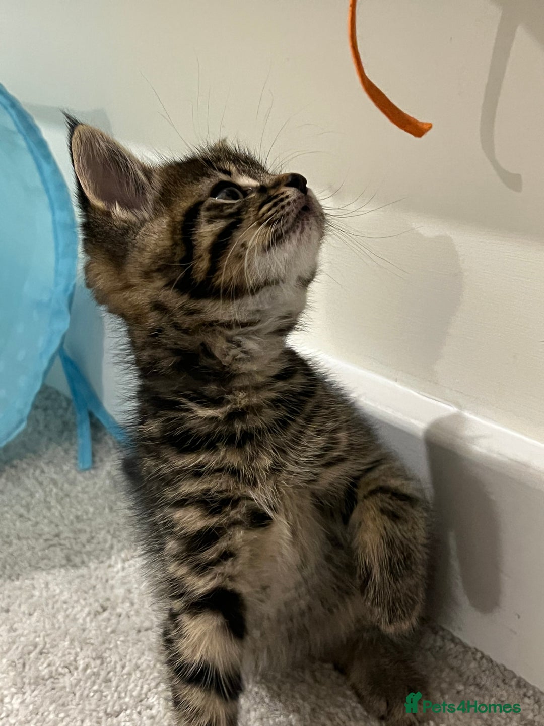 Domestic Shorthair cats for sale: Grey tabby - Image 2