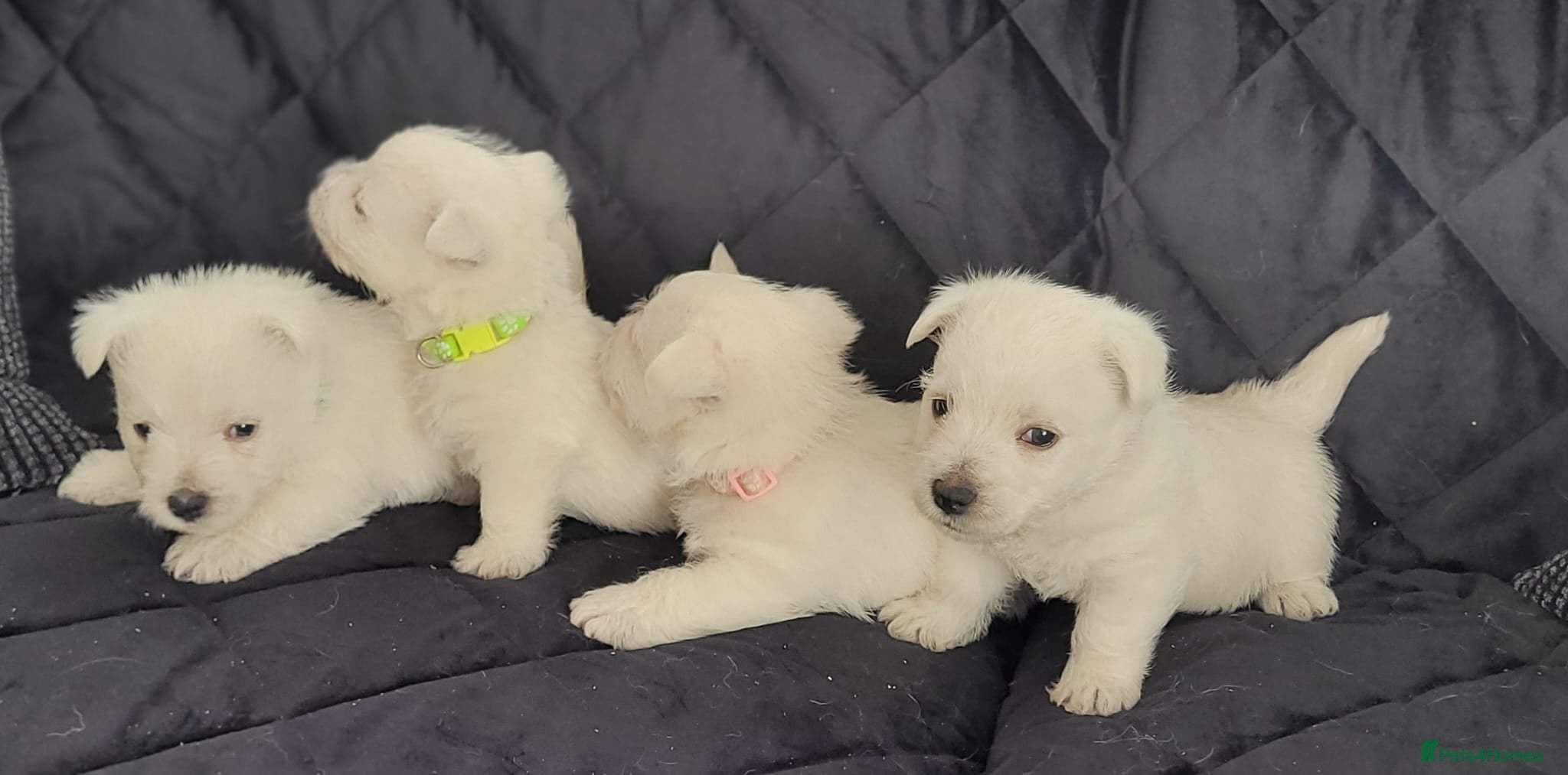 West Highland Terrier dogs KC registered - Beautiful 2 girls and 2 boys  - Advert 2