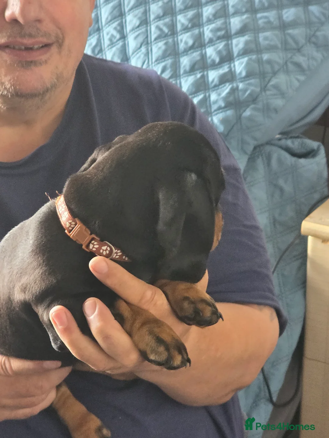 Dachshund dogs for sale: Outstanding Purebred Dachshunds: Health-Tested💎 - Advert 4