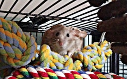 Rat rodents for sale: Male and female rats looking for new homes  - Image 8