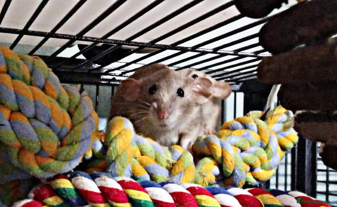 Rat rodents for sale: Male and female rats looking for new homes  - Image 8