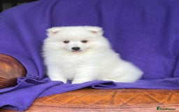Japanese Spitz dogs for sale: Lovely Male Japanese spitz puppy - Image 6