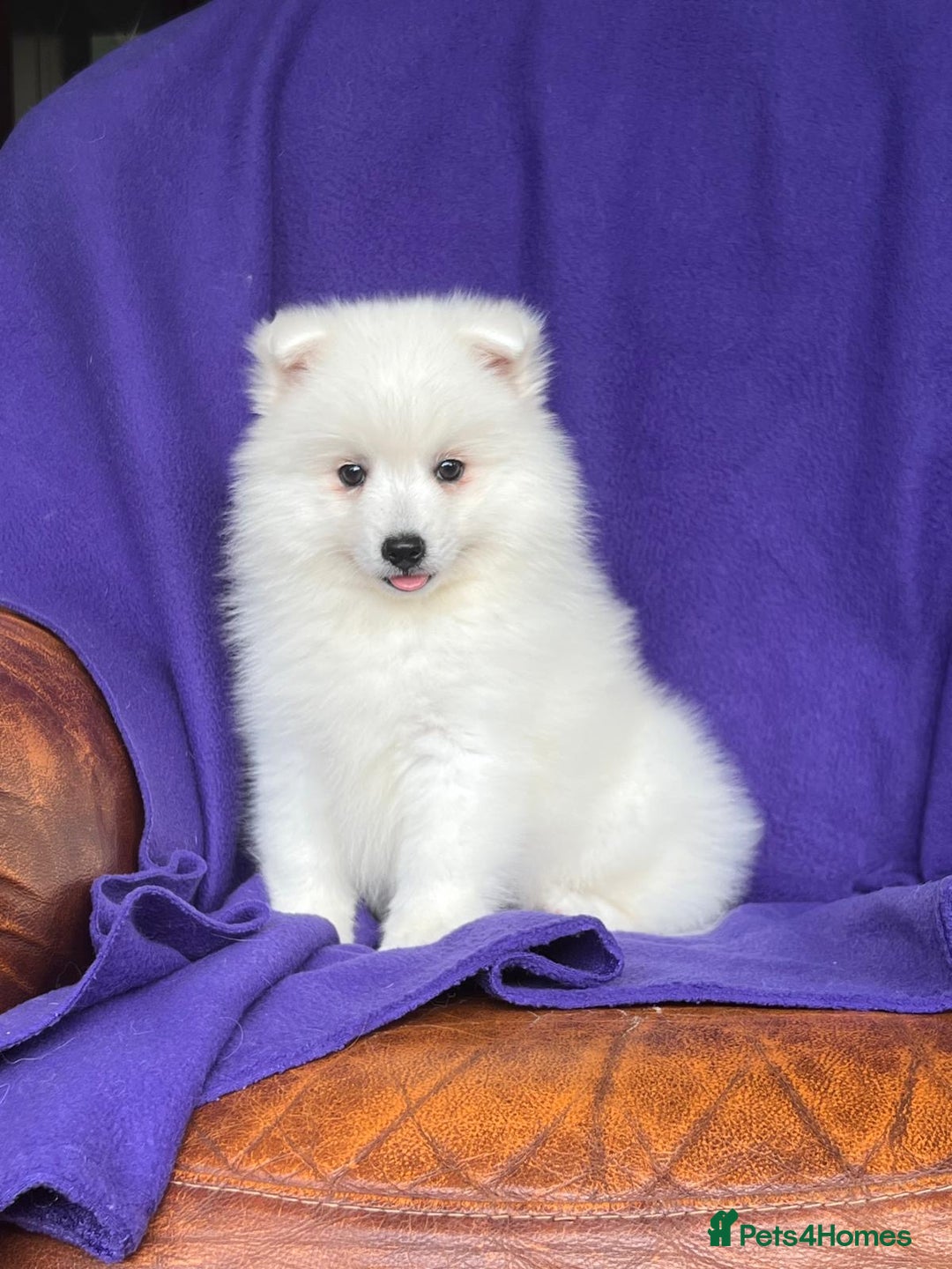 Japanese Spitz dogs for sale: Lovely Male Japanese spitz puppy - Image 6
