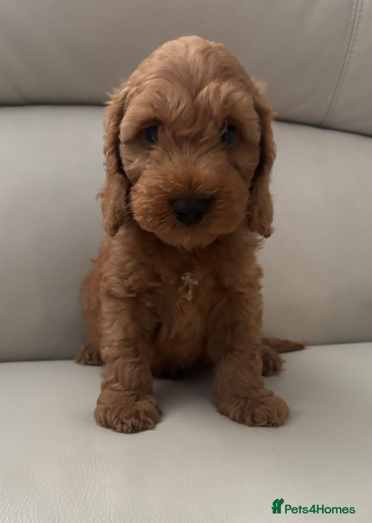 Cockapoo dogs Cockapoo puppies 🐶 - Advert 1