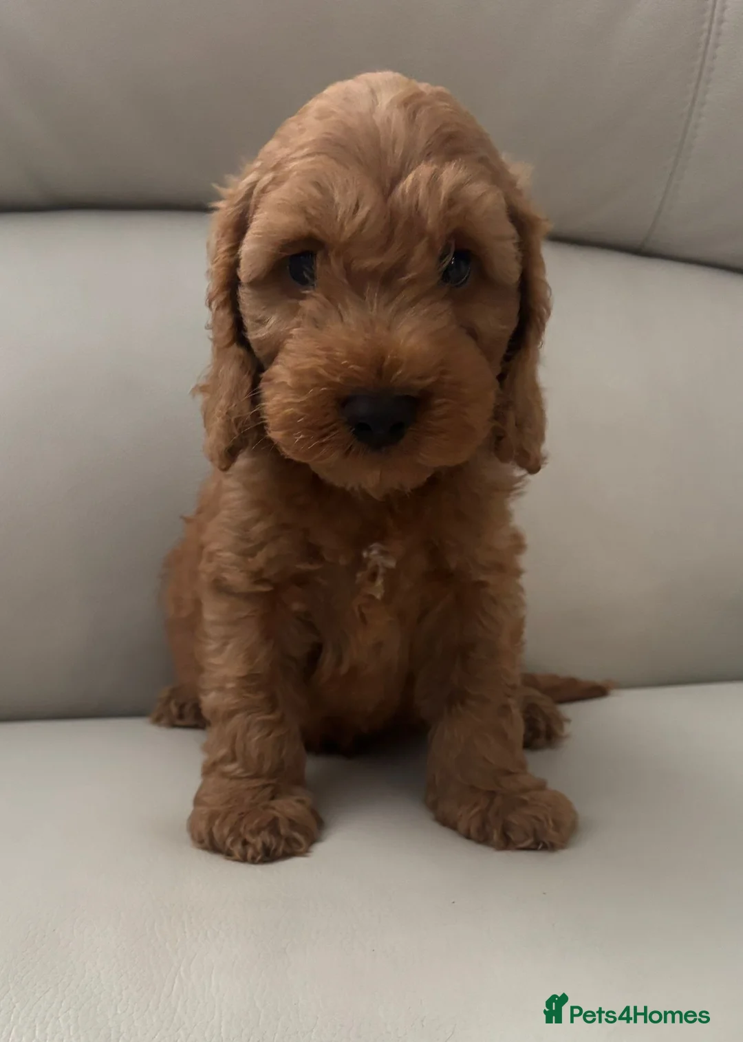Cockapoo dogs for sale: Cockapoo puppies 🐶 in Telford - Advert 1
