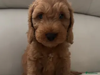 Cockapoo dogs Cockapoo puppies 🐶 - Advert 1