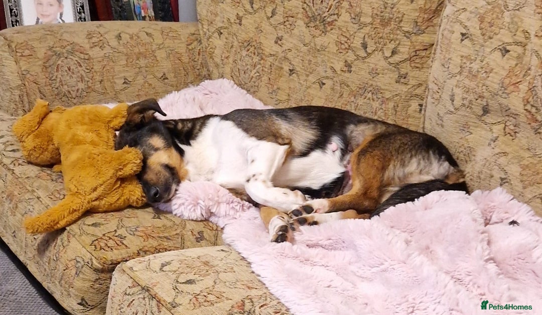 Mixed Breed dogs for adoption: Lessy  - Advert 15