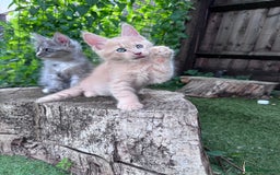 Maine Coon cats for sale: 🌟🌟Beautiful Maine Coon kittens 🌟🌟 - Image 26