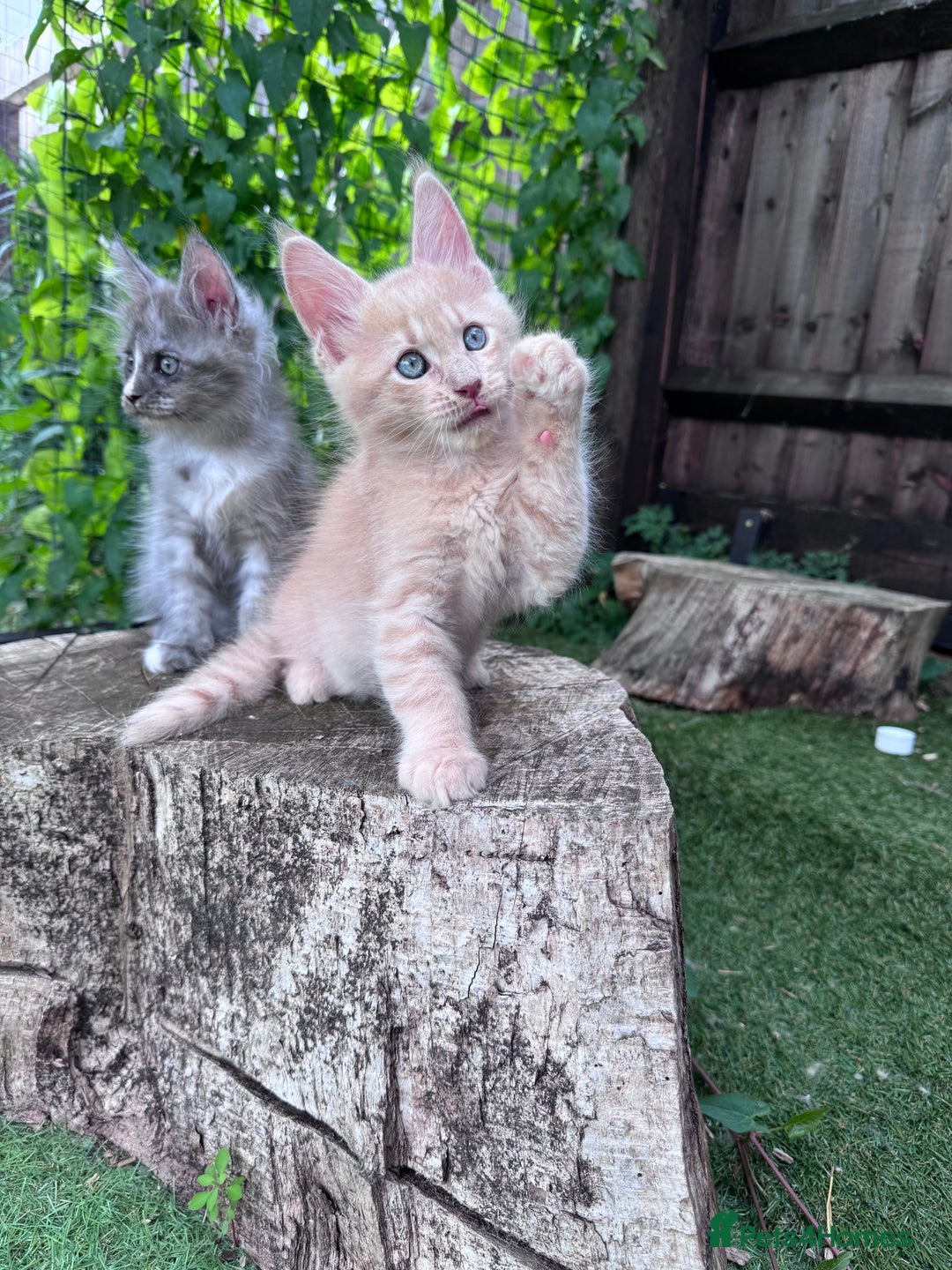 Maine Coon cats for sale: 🌟🌟Beautiful Maine Coon kittens 🌟🌟 - Image 26