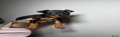 Miniature Pinscher Puppy 2