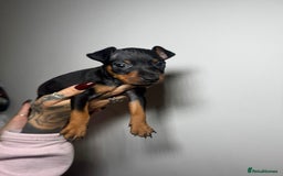 Miniature Pinscher dogs for sale: 🐾 Adorable Pocket Pincher Puppies 🐾 - Image 6
