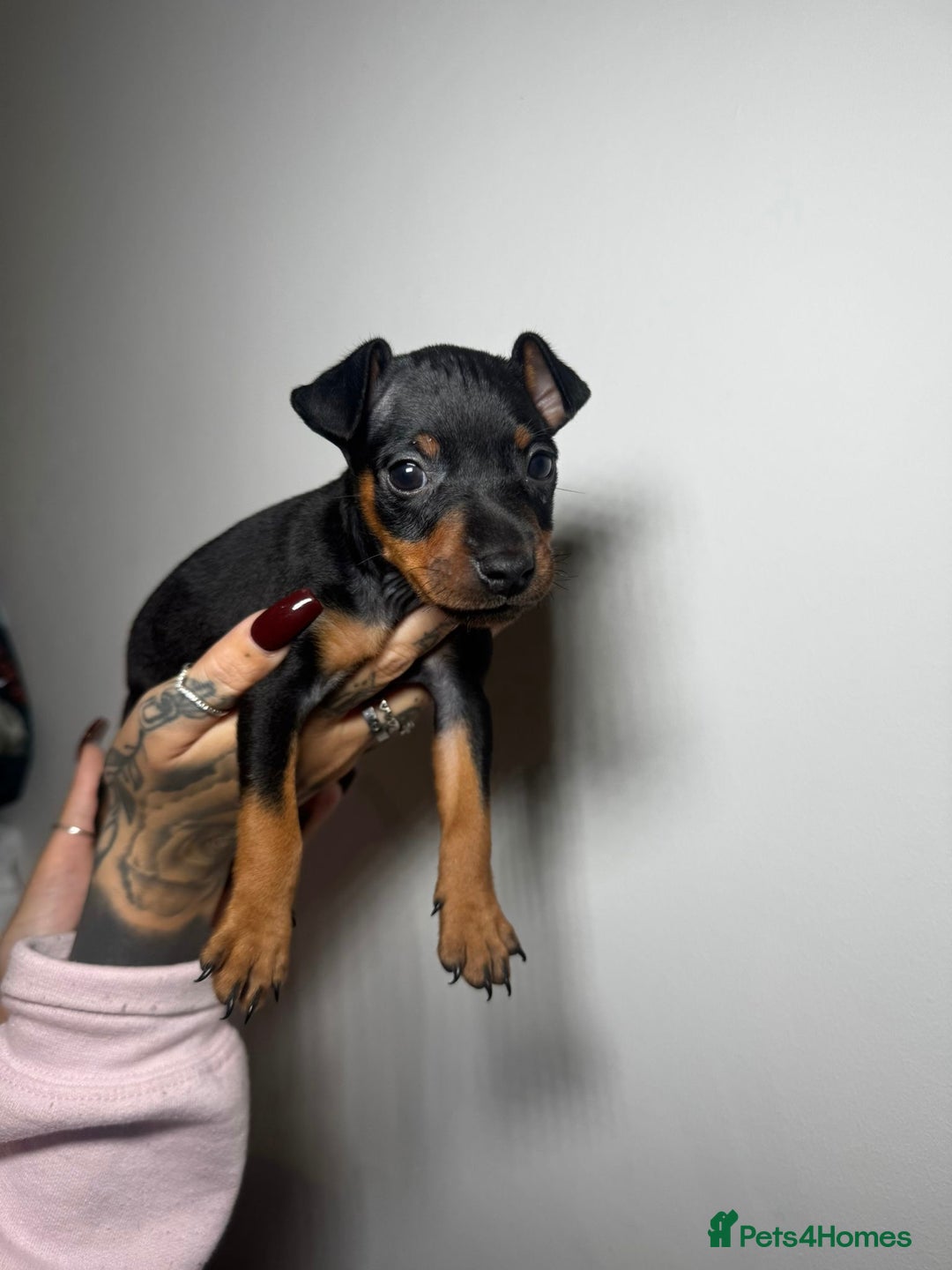 Miniature Pinscher dogs for sale: 🐾 Adorable Pocket Pincher Puppies 🐾 - Image 6
