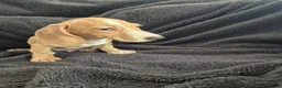 Miniature Dachshund dogs for sale: LAST 3x Dachshund boys ready NOW fully vacs - Advert 18