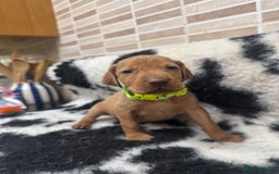 Hungarian Vizsla dogs for sale: 10 Hungarian Vizsla puppies - 6 boys & 4 girls - Image 5