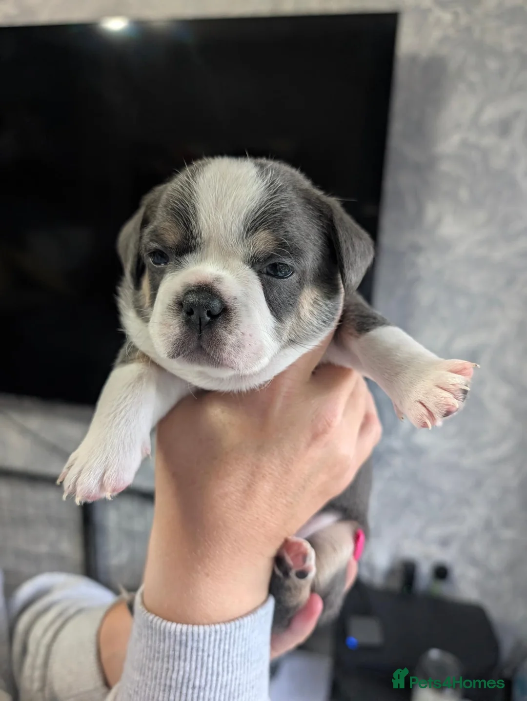 Mixed Breed dogs for sale: French bulldog x Maltchi (Maltese x chihuahua). in Stockport - Advert 2