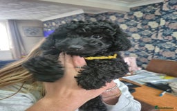 Sproodle dogs for sale: Beautiful Sproodles 1 black girl&1 chocolate boy - Image 19