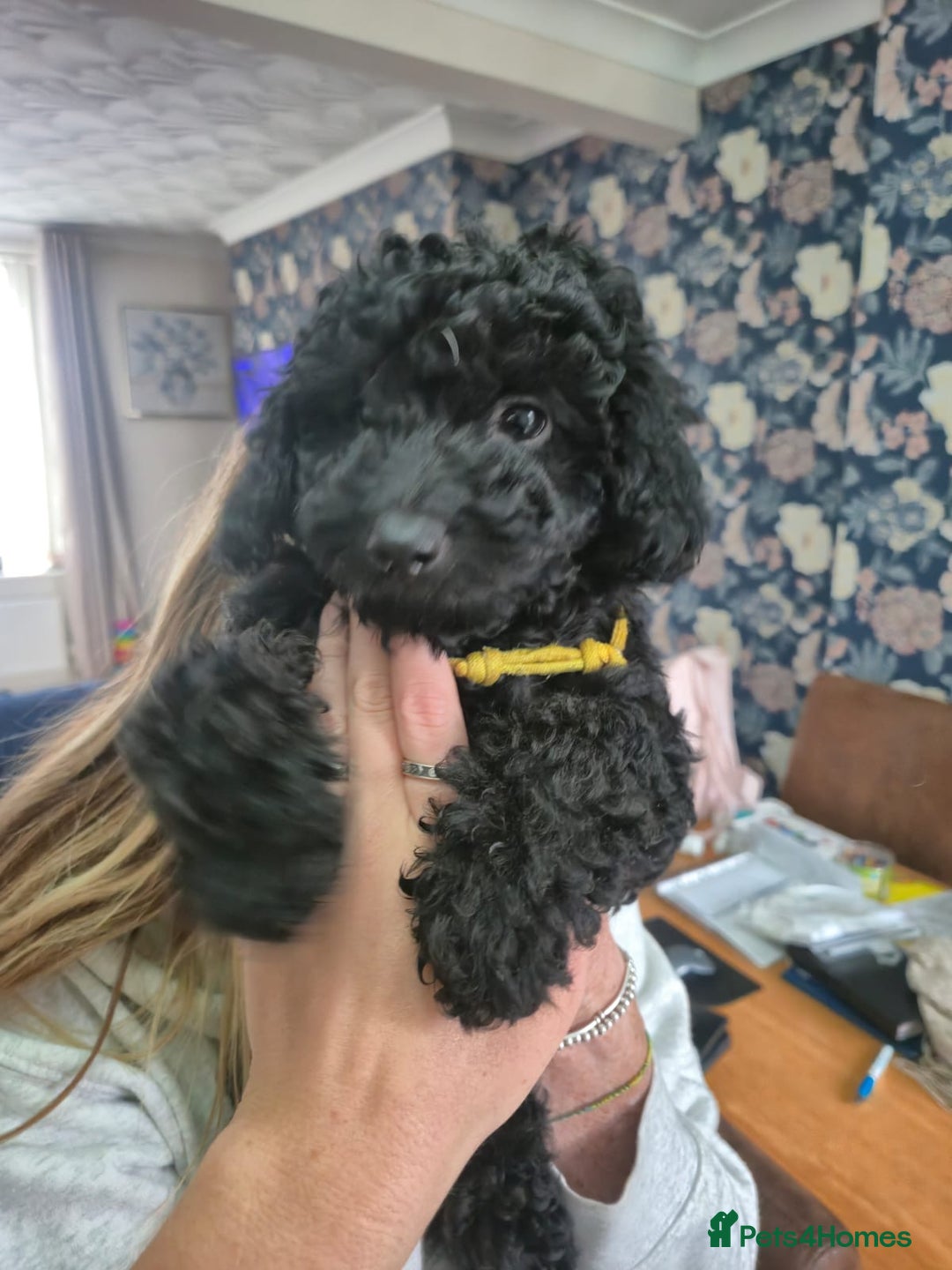 Sproodle dogs for sale: Beautiful Sproodles 1 black girl&1 chocolate boy - Image 19