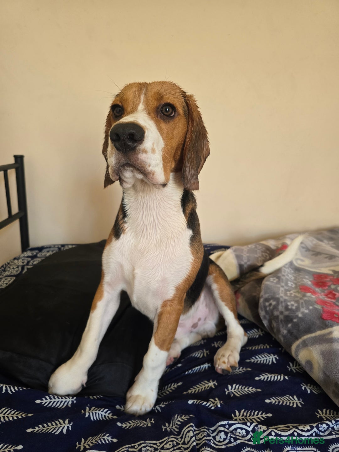 Beagle dogs for sale: Rehome my dog - Image 3