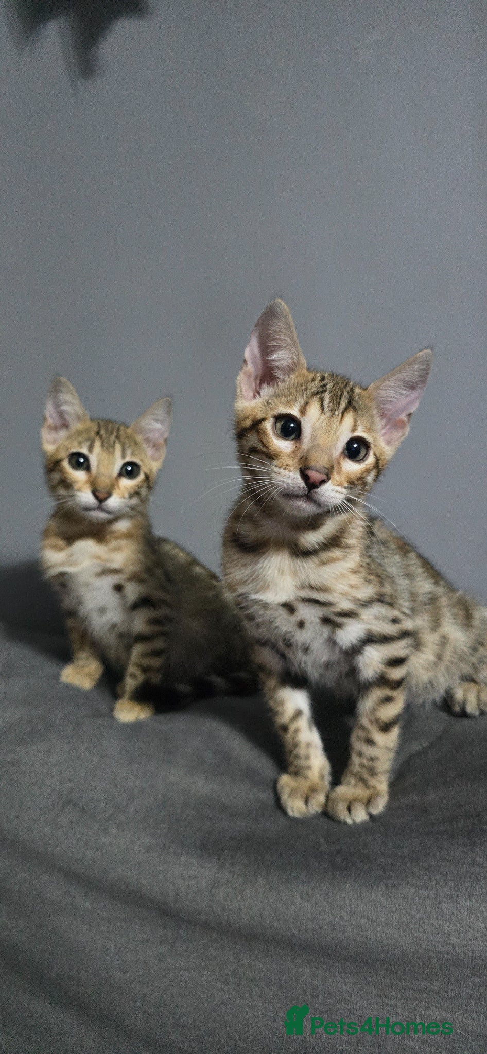 Bengal cats Ready from middle May🔥 TICA boy and girl left - Advert 1