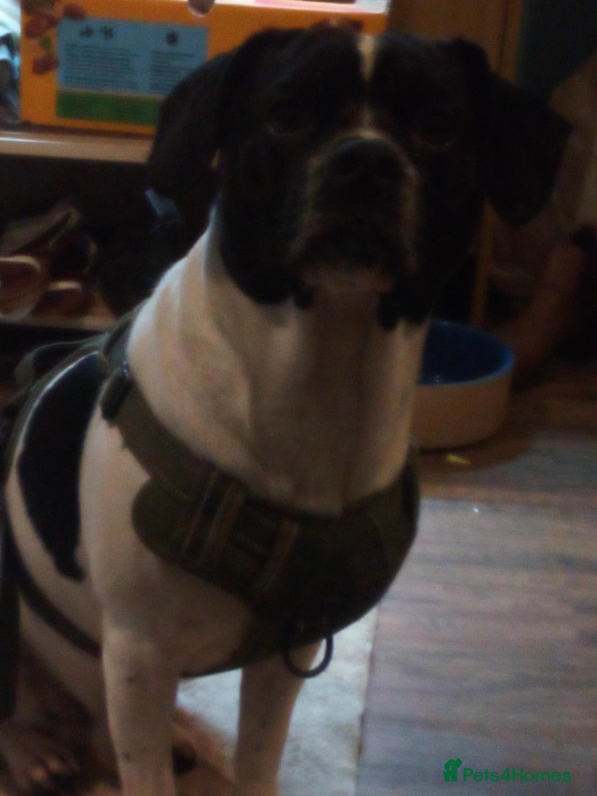 Mixed Breed dogs for sale: French bulldog, springer and Jack Russell MIX - Advert 2
