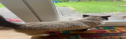 Ragdoll cats for sale: Stunning Male Seal Mitted in Oldham - Advert 1