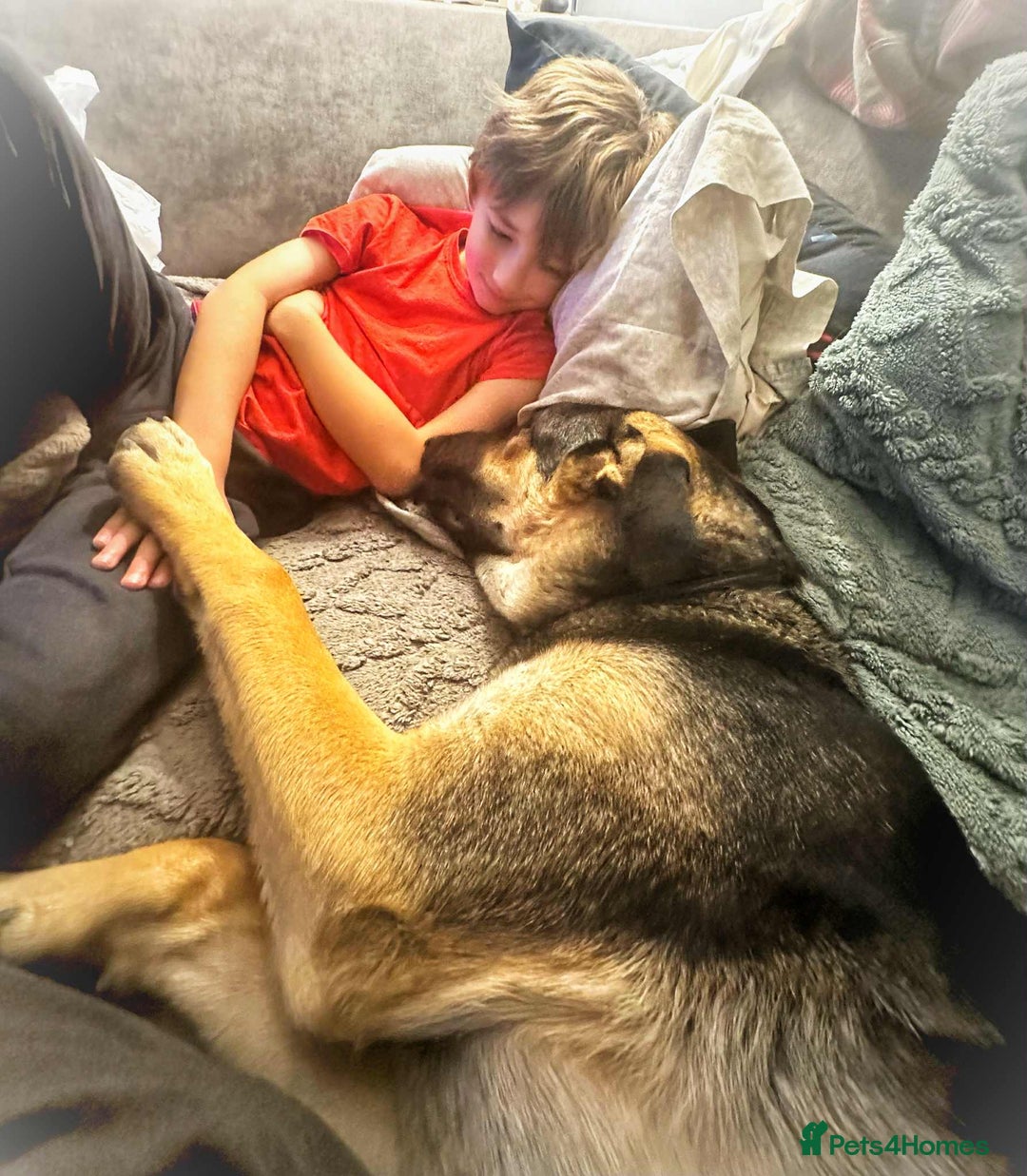 Mixed Breed dogs for adoption: Amigo the puppy that wants to be your friend - Advert 11