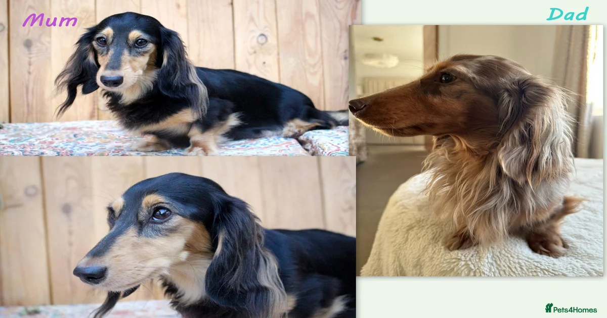 Dog pets@home Miniature Dachshund Puppies for sale | Pets4Homes