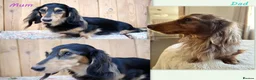 Miniature Dachshund dogs for sale: 🌟 Dapple & Black & Tan PRA Clear KC reg Dec 26 🌟 - Advert 2