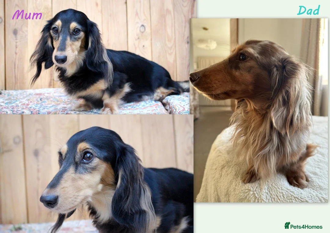 Miniature Dachshund dogs for sale: 🌟 Dapple & Black & Tan PRA Clear KC reg Dec 26 🌟 - Advert 2