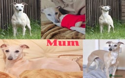 Whippet dogs for sale: KC Registered Whippet puppies  - Image 2
