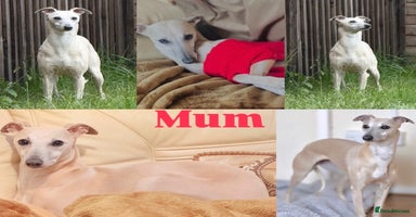 Whippet dogs - Advert 9