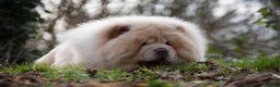 Chow Chow dogs for stud: Romeo platinum boy 🐾 in Tipton - Advert 3