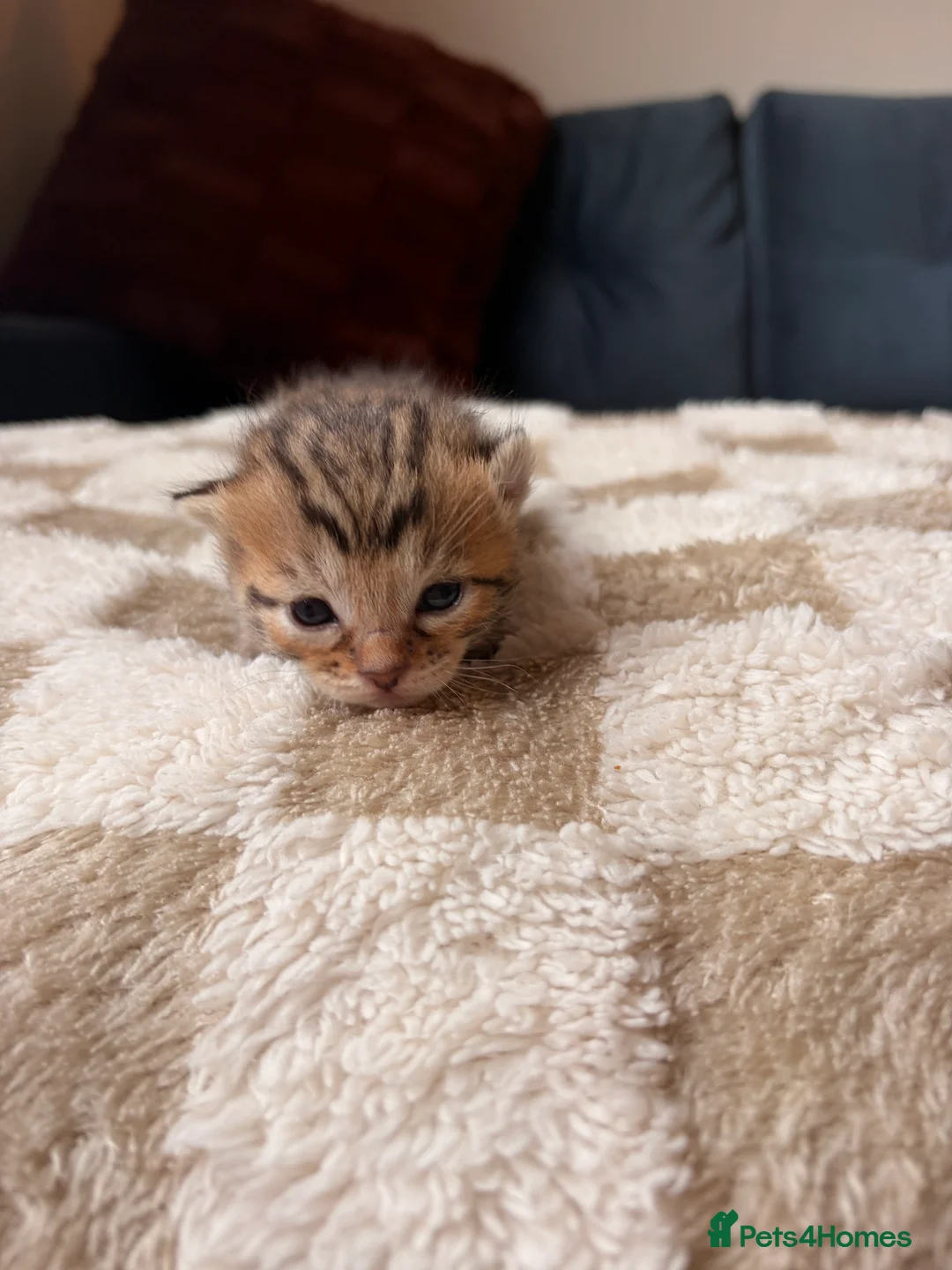 Bengal cats for sale: Bengal kittens  - Advert 8