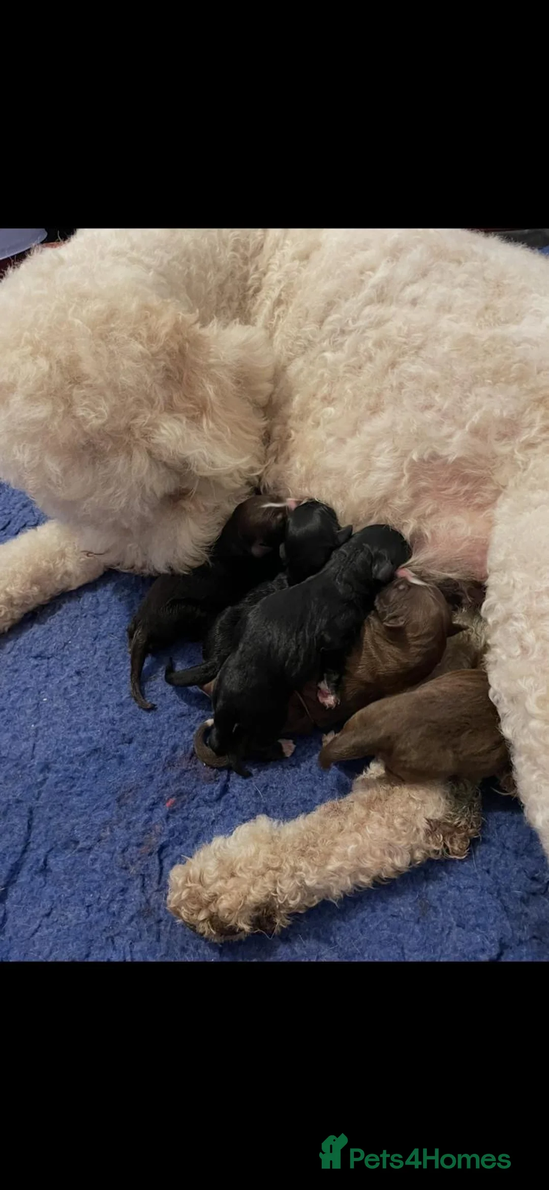German Shepherd dogs for sale: Stunning Shepadoodles Girls  - Advert 8