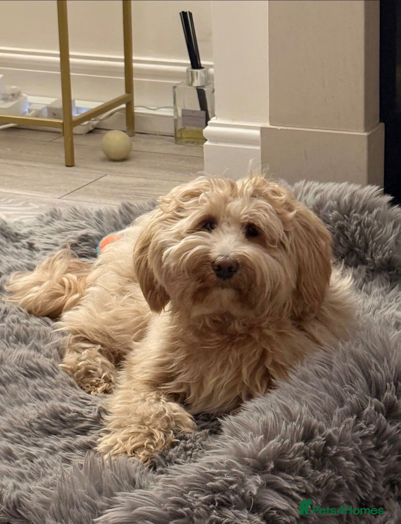 Mixed Breed dogs Tibetan Doodle’s Looking for their Forever Homes - Advert 2
