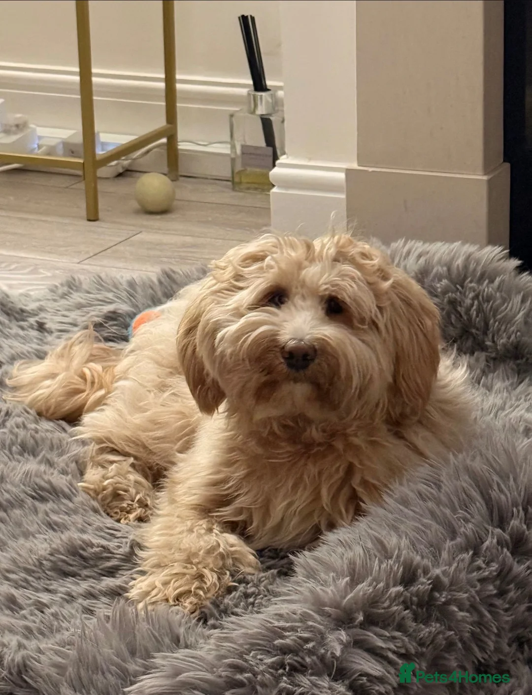 Mixed Breed dogs for sale: Tibetan Doodle’s Looking for their Forever Homes - Advert 1