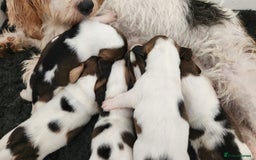 Basset Griffon Vendeen dogs for sale: Griffon grand bassets  - Image 1
